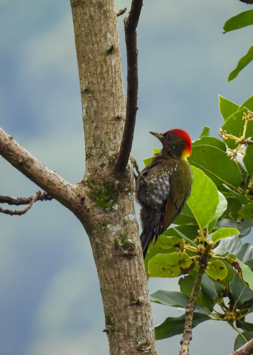 Gelbhaubenspecht - ML646961590