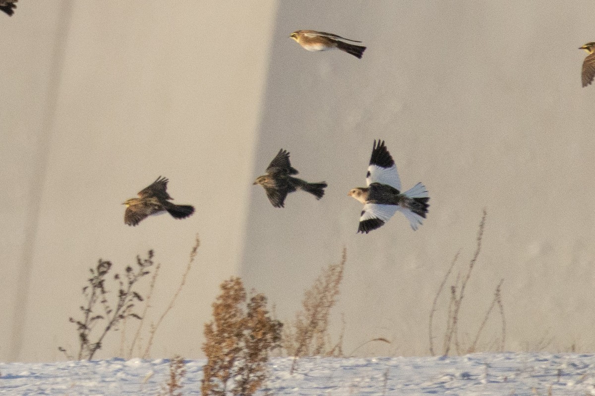 Spornammer - ML646961591