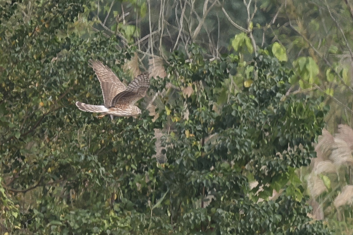 Kornweihe - ML646961592