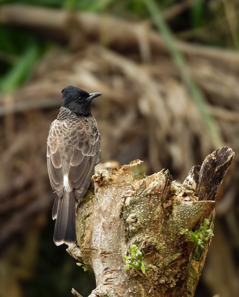 Rotsteißbülbül - ML646961593