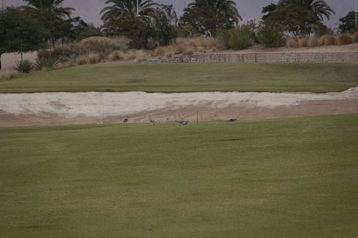 Kampfläufer - ML646961594