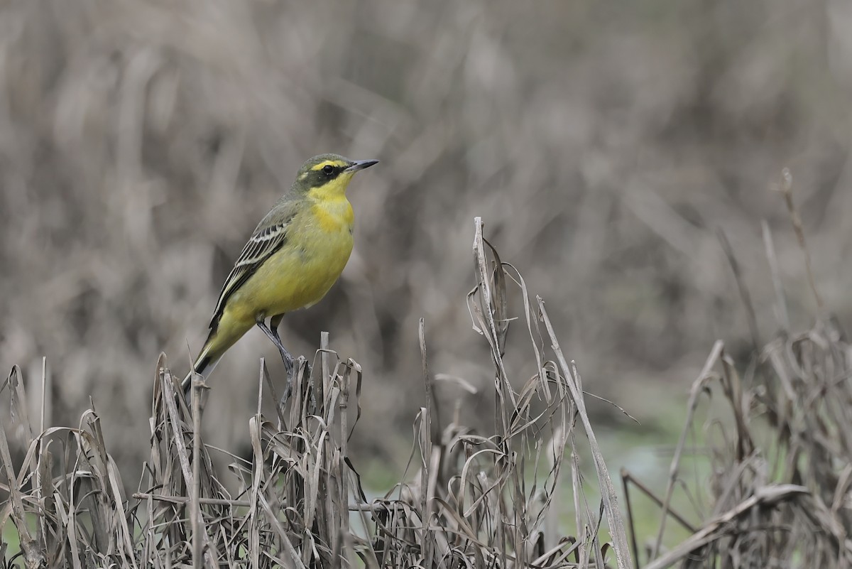 Tschuktschenstelze - ML646961595