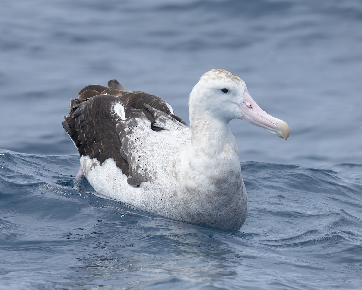 Antipodenalbatros (gibsoni) - ML646961596