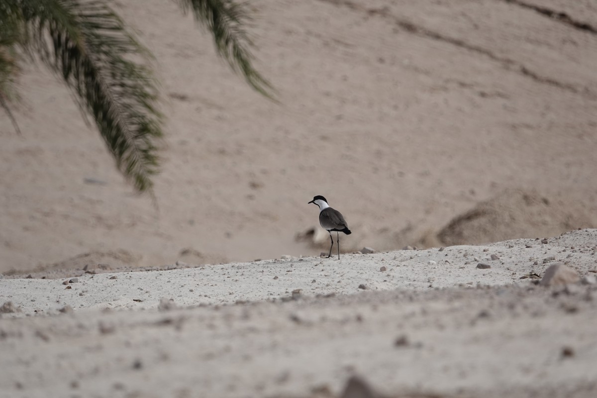 Spornkiebitz - ML646961597