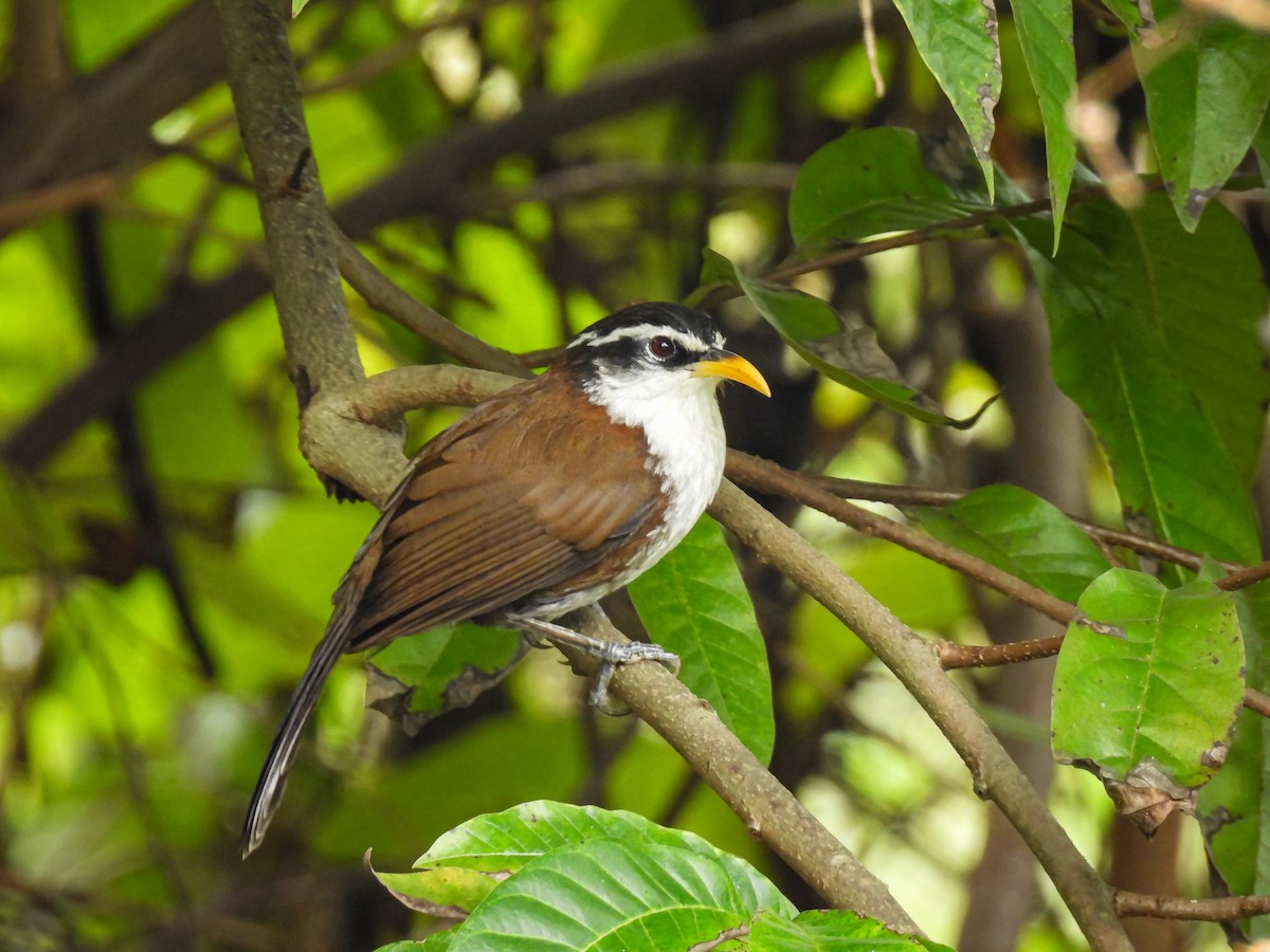 Schwarzschwanzsäbler - ML646961600