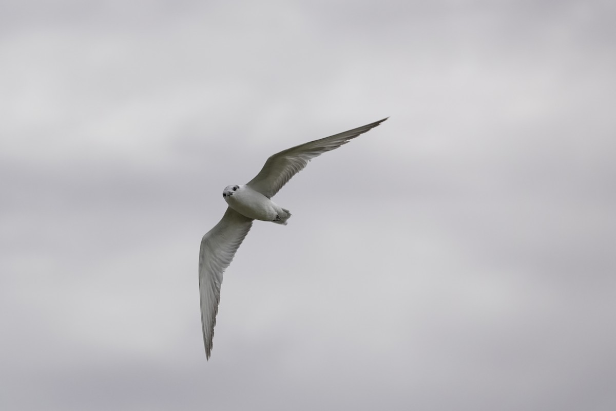 Weißbart-Seeschwalbe - ML646961601