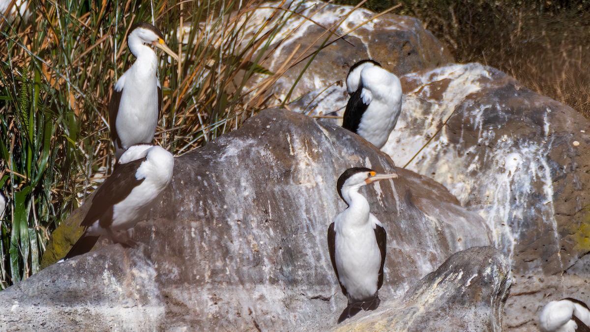 Elsterscharbe - ML646961602