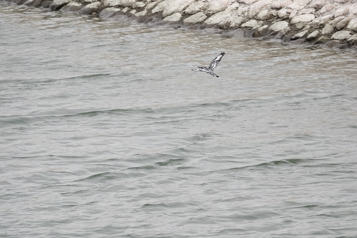 Graufischer - ML646961603