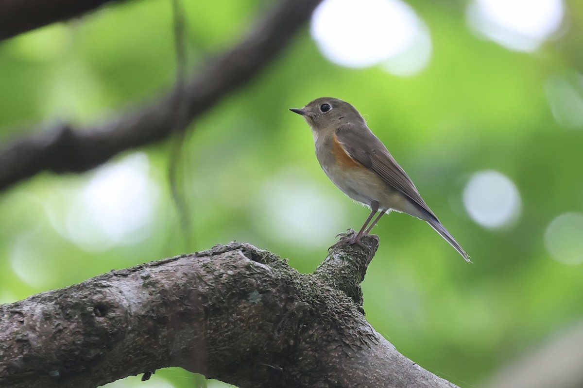 Blauschwanz - ML646961604