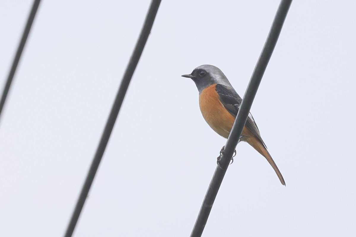 Spiegelrotschwanz - ML646961605