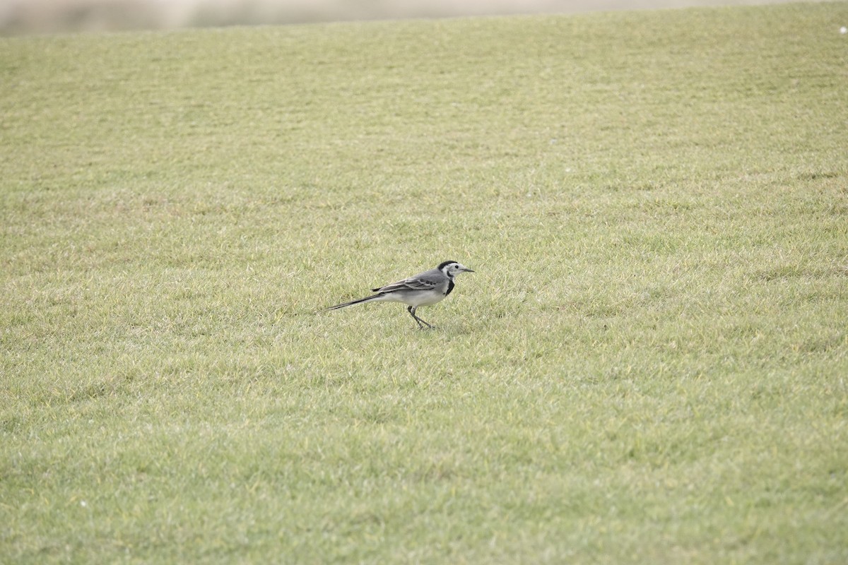 Bachstelze - ML646961606