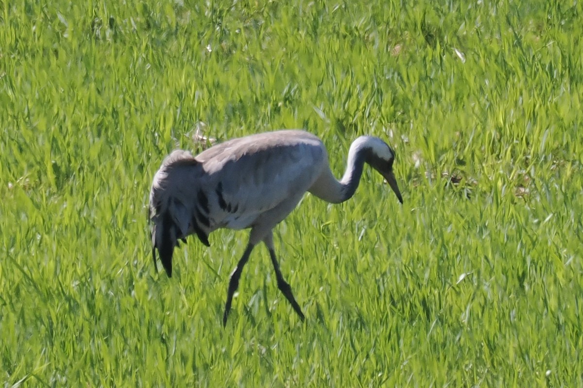 Kranich - ML646961607