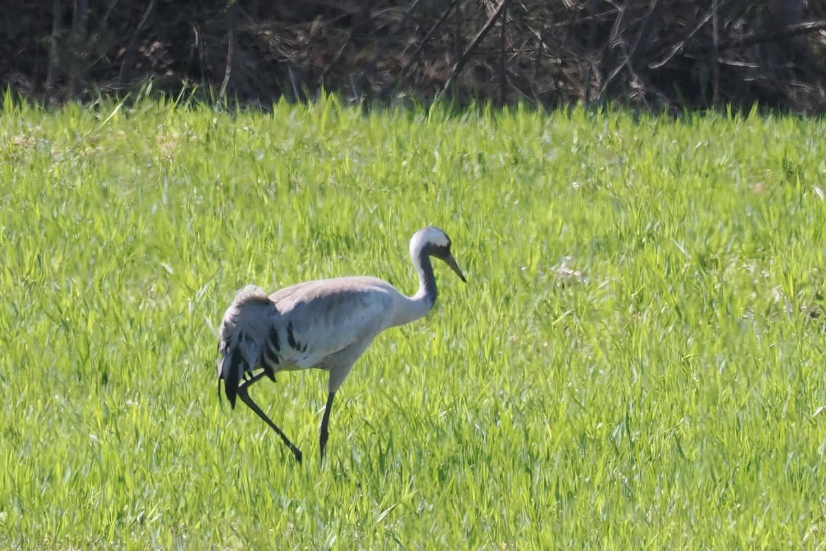 Kranich - ML646961608