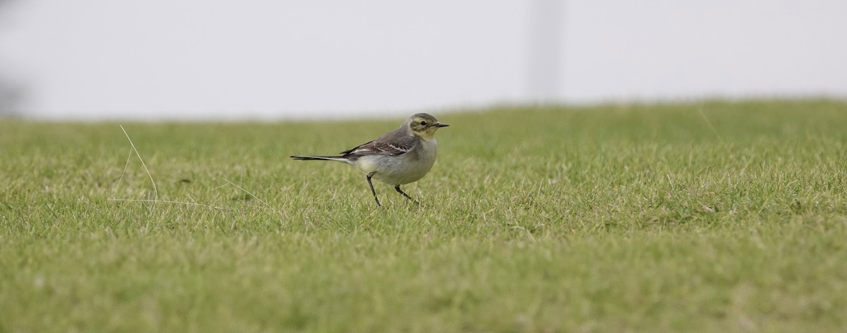 Zitronenstelze - ML646961609