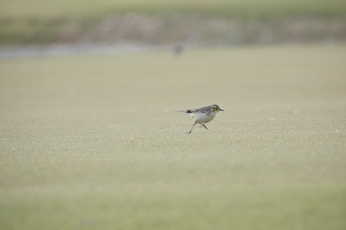 Zitronenstelze - ML646961610