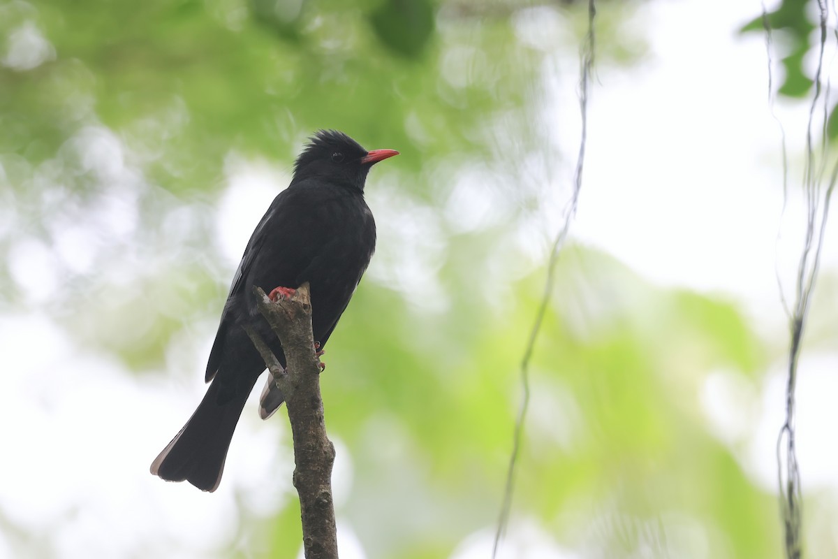 China-Rotschnabelbülbül - ML646961611