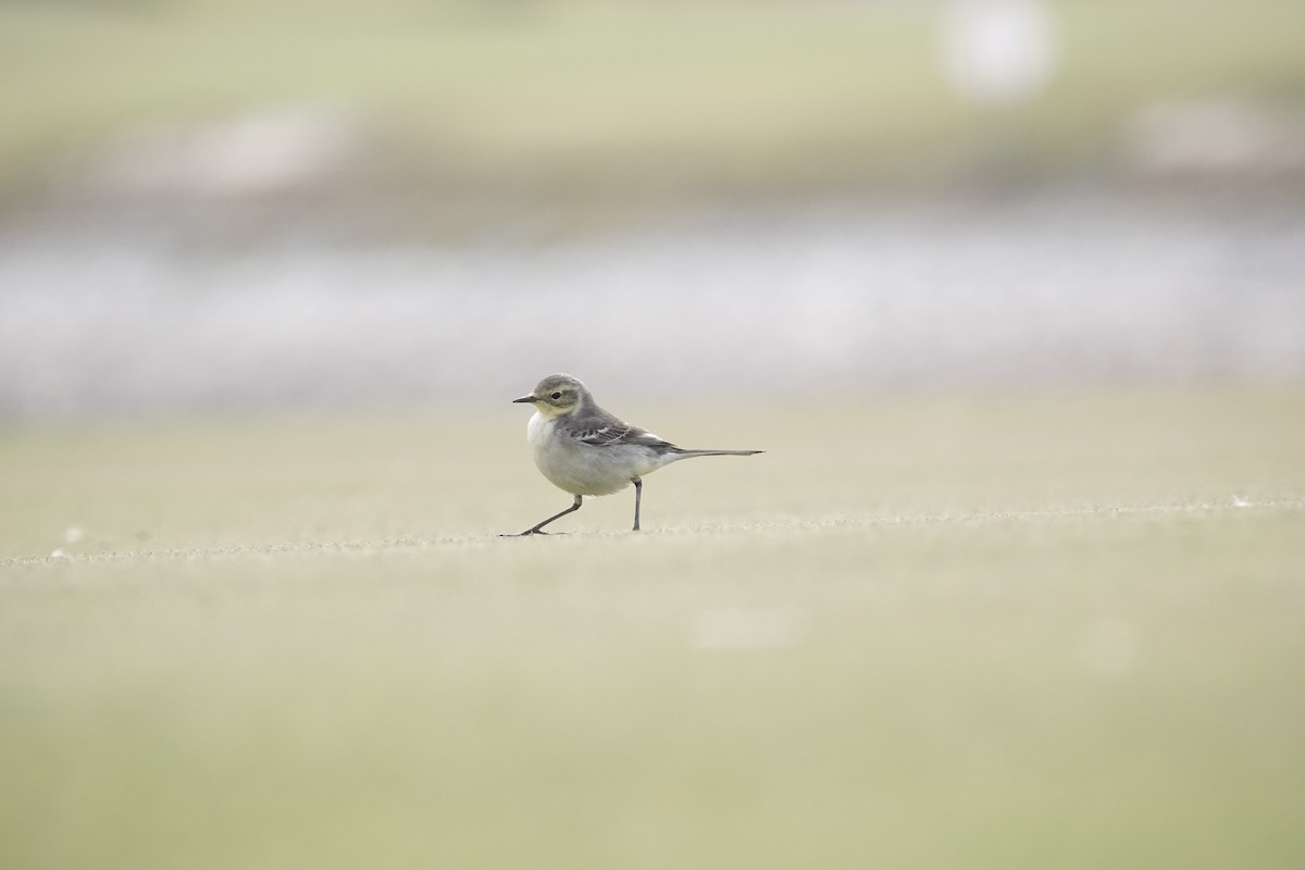 Zitronenstelze - ML646961612