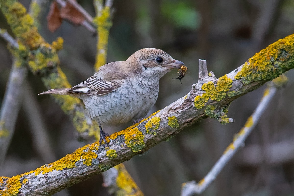 Rotkopfwürger (senator) - ML646961613