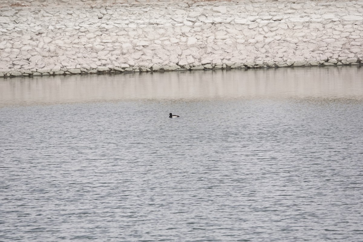 Reiherente - ML646961614