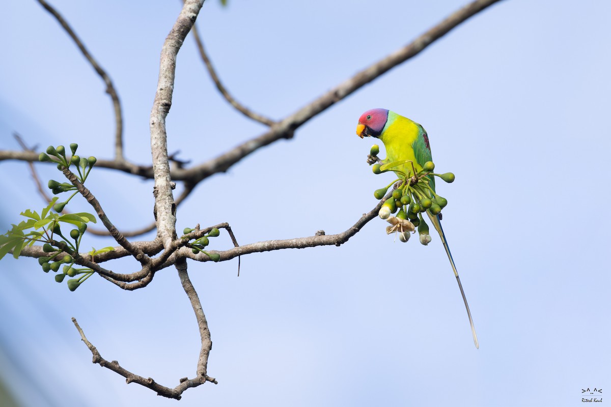 Pflaumenkopfsittich - ML646961615