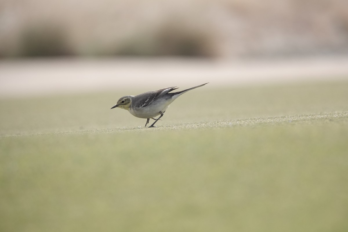 Zitronenstelze - ML646961616