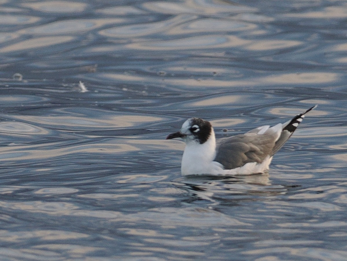 Franklin's Gull - ML646961624