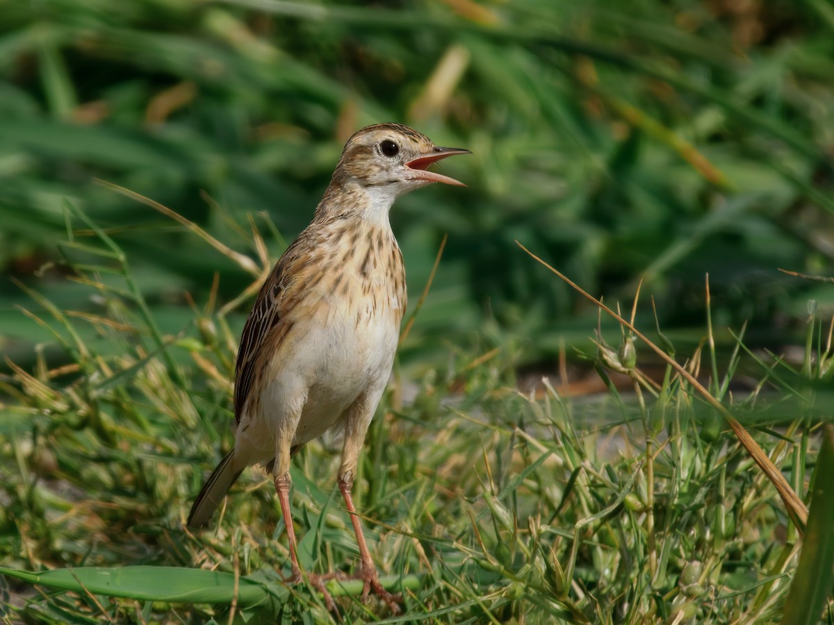 Australian Pipit - ML646961628