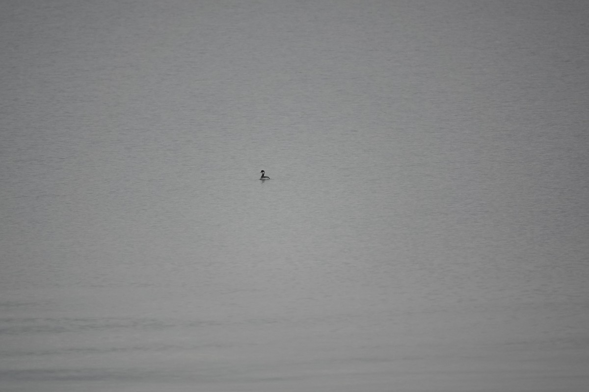 Eared Grebe - ML646961633