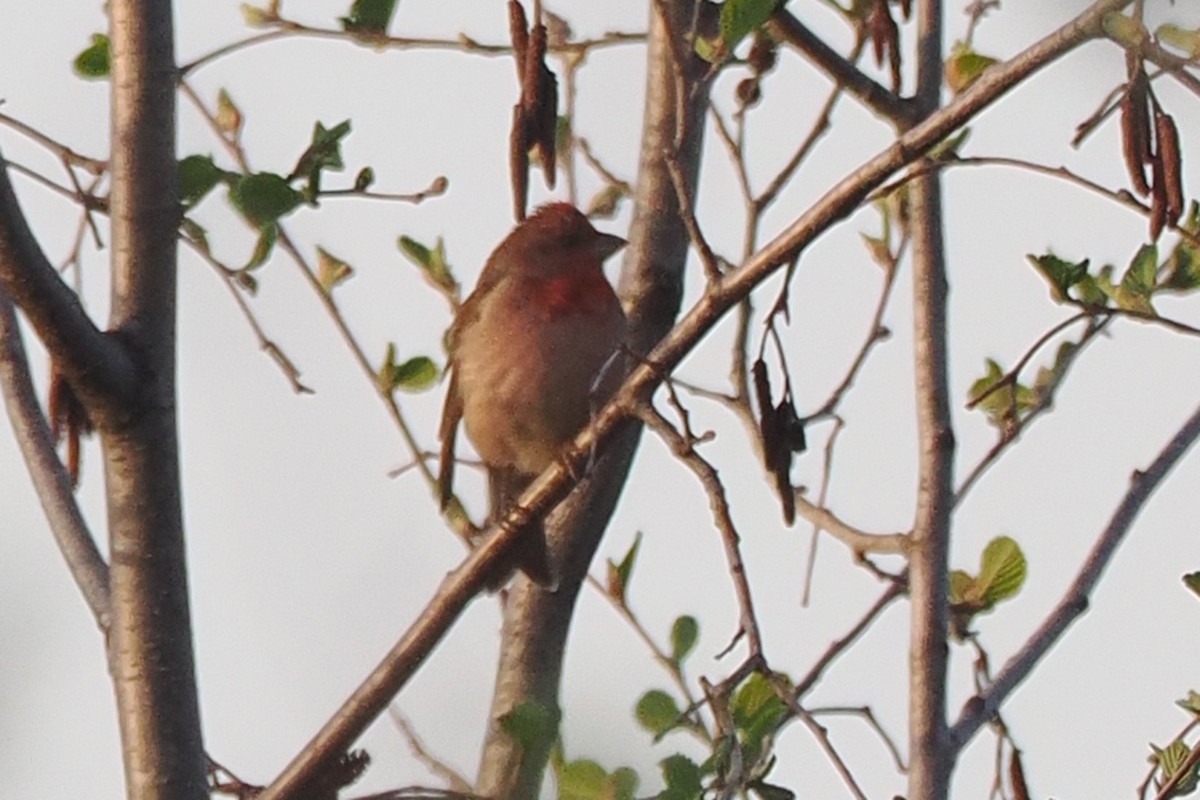 hýl rudý - ML646961640