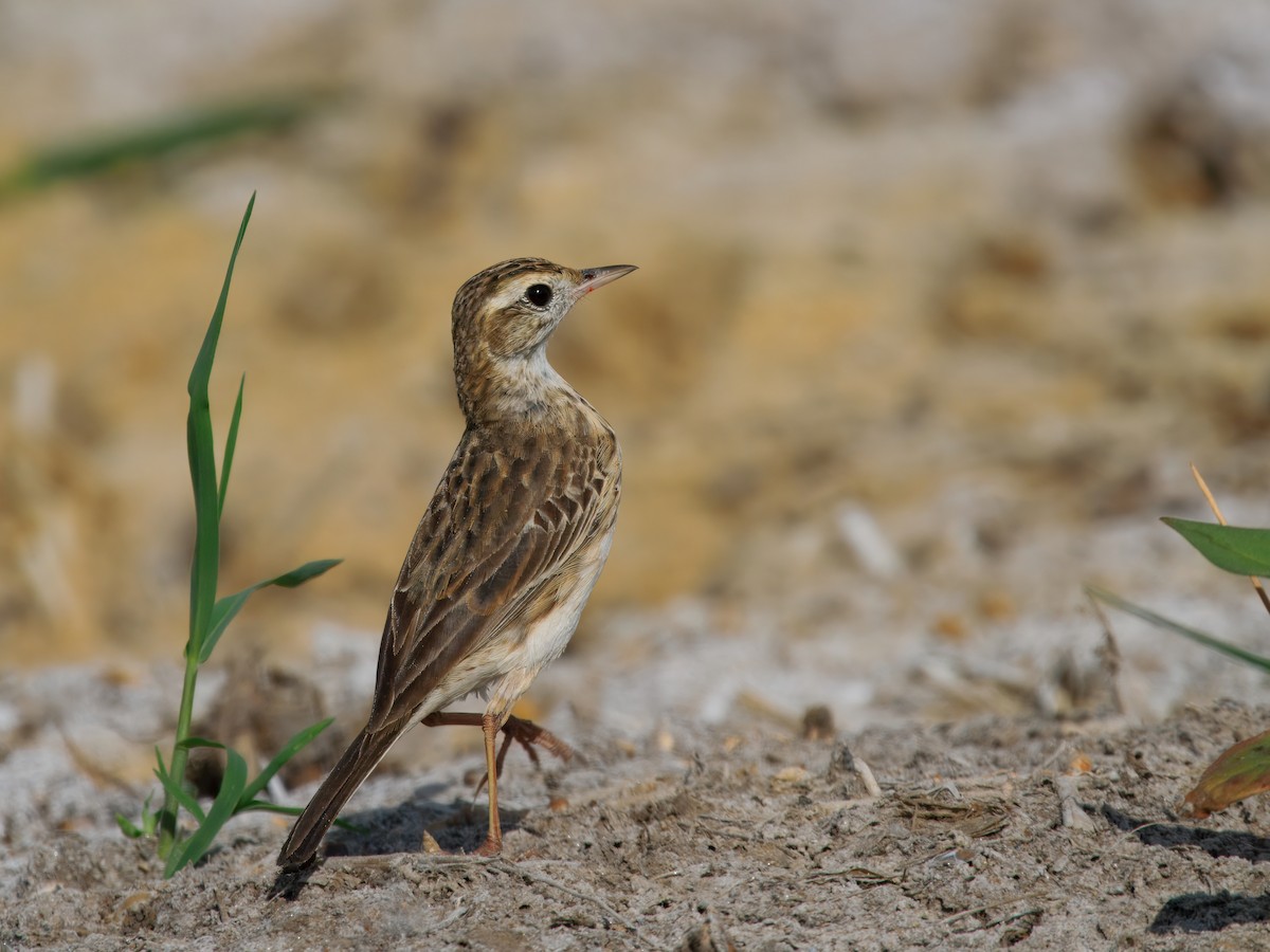 Australian Pipit - ML646961649