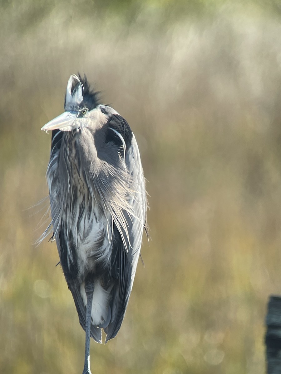 Great Blue Heron - ML646961659