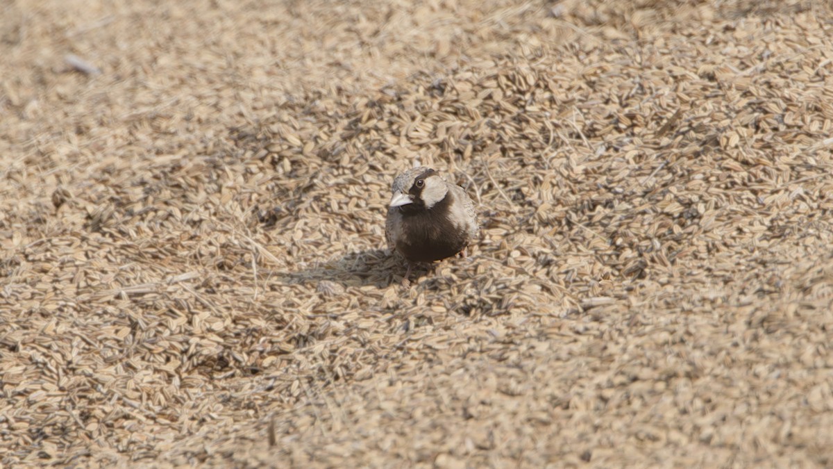 Ashy-crowned Sparrow-Lark - ML646961672
