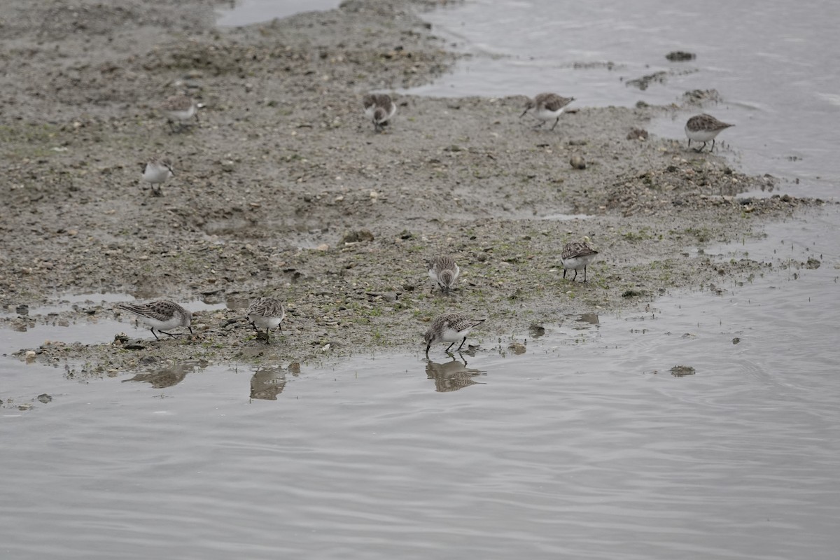 Little Stint - ML646961674
