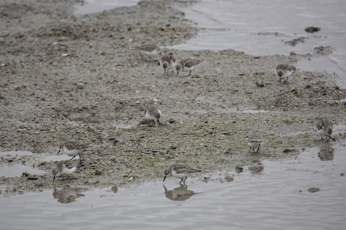 Little Stint - ML646961675