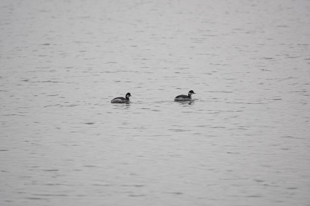 Eared Grebe - ML646961676