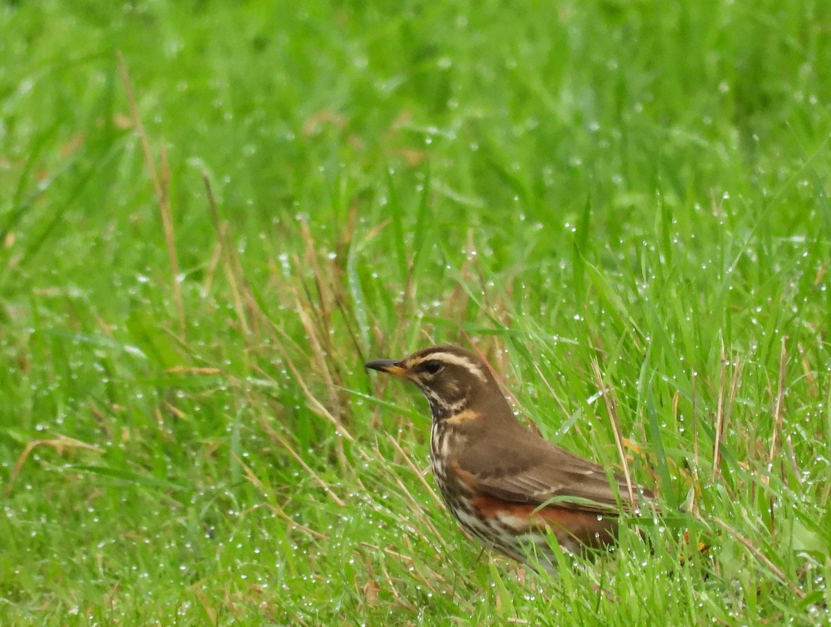 Birigarro txikia - ML646961679