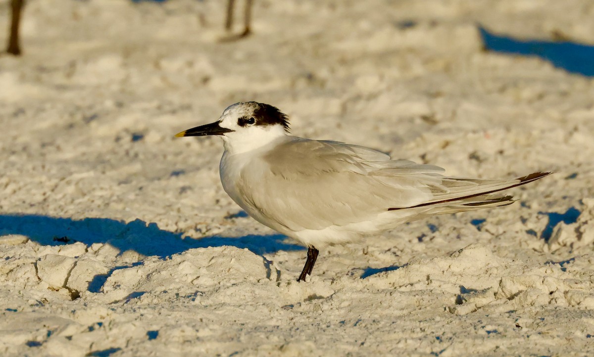 Kara Gagalı Sumru - ML646961681