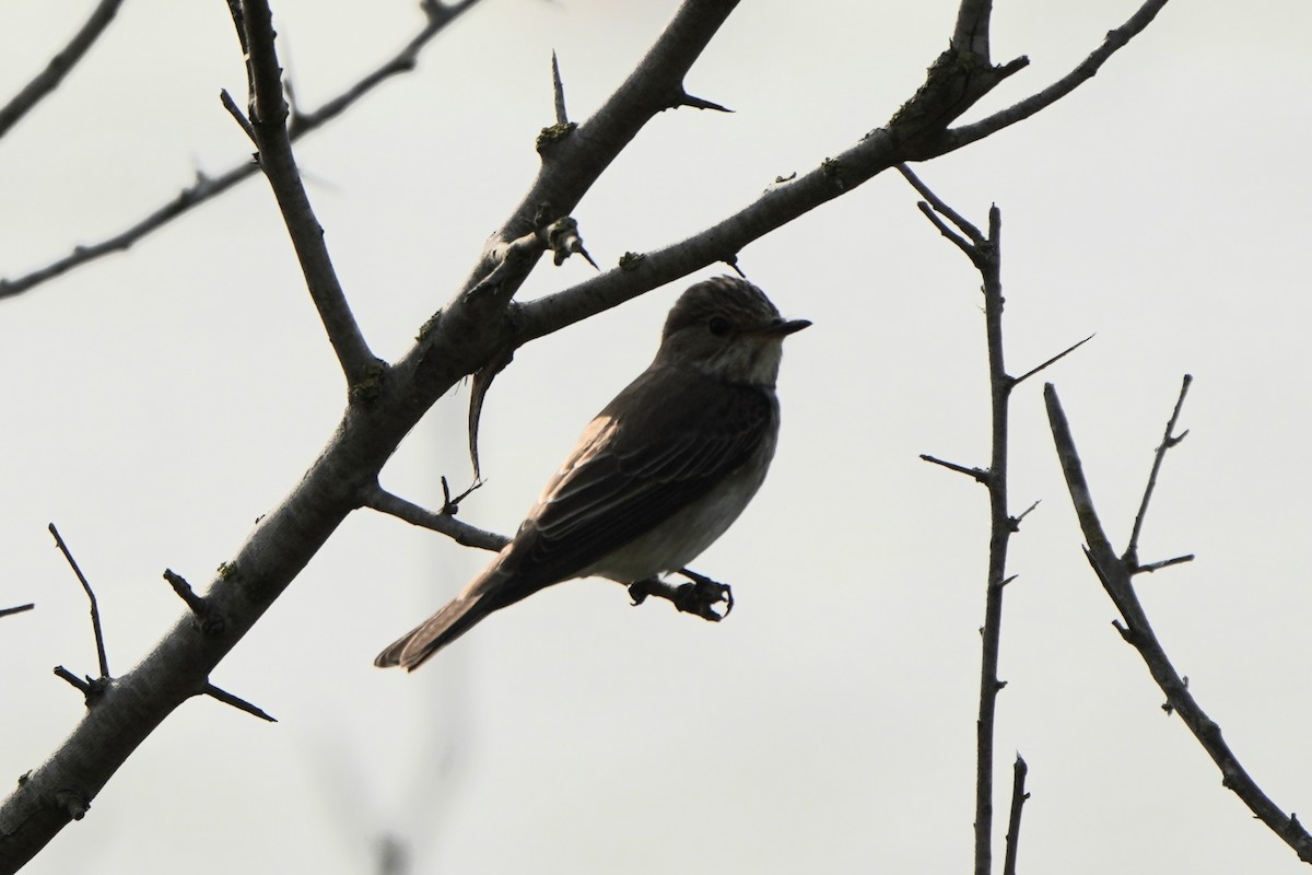 Spotted Flycatcher - ML646961683