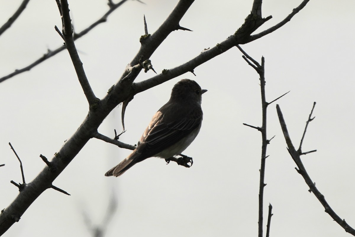 Spotted Flycatcher - ML646961684