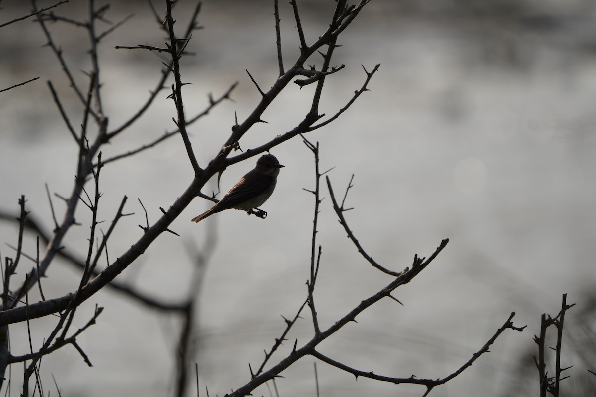 Spotted Flycatcher - ML646961685