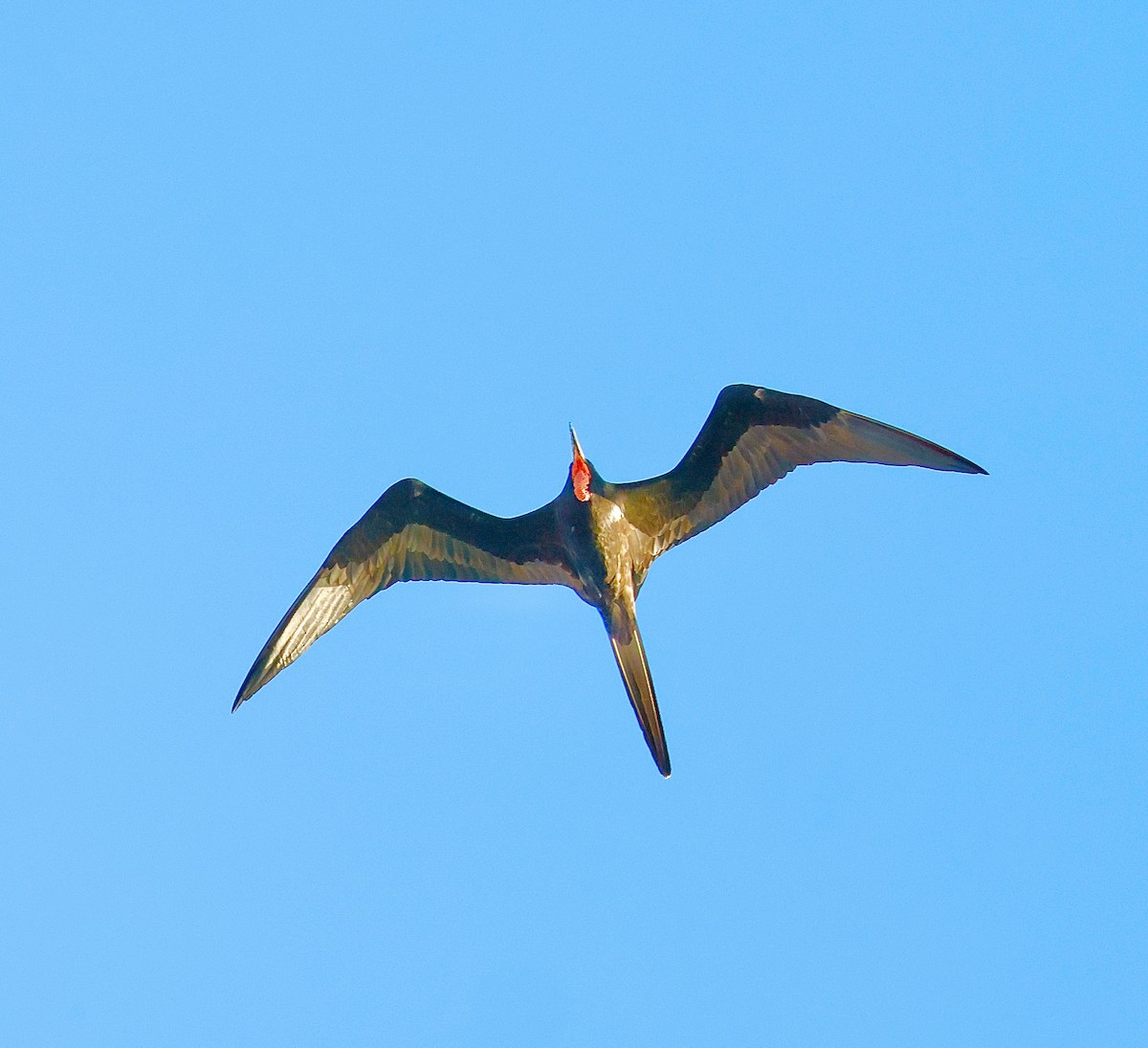 Muhteşem Fregatkuşu - ML646961688