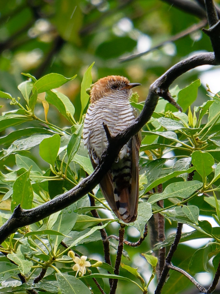 Изумрудная кукушка - ML646961702