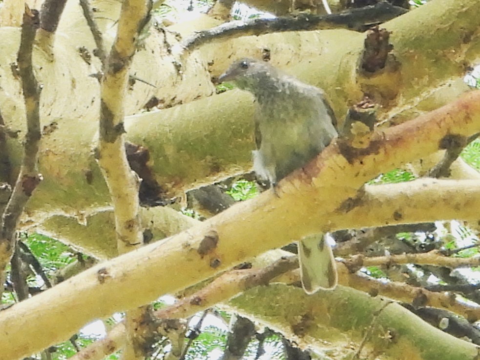 skjellstrupevokseter - ML646961706