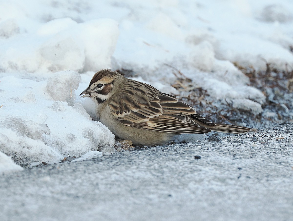 strnádka travní - ML646961711