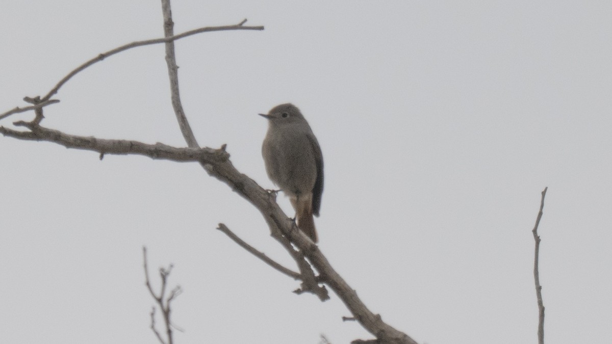 svartrødstjert - ML646961713