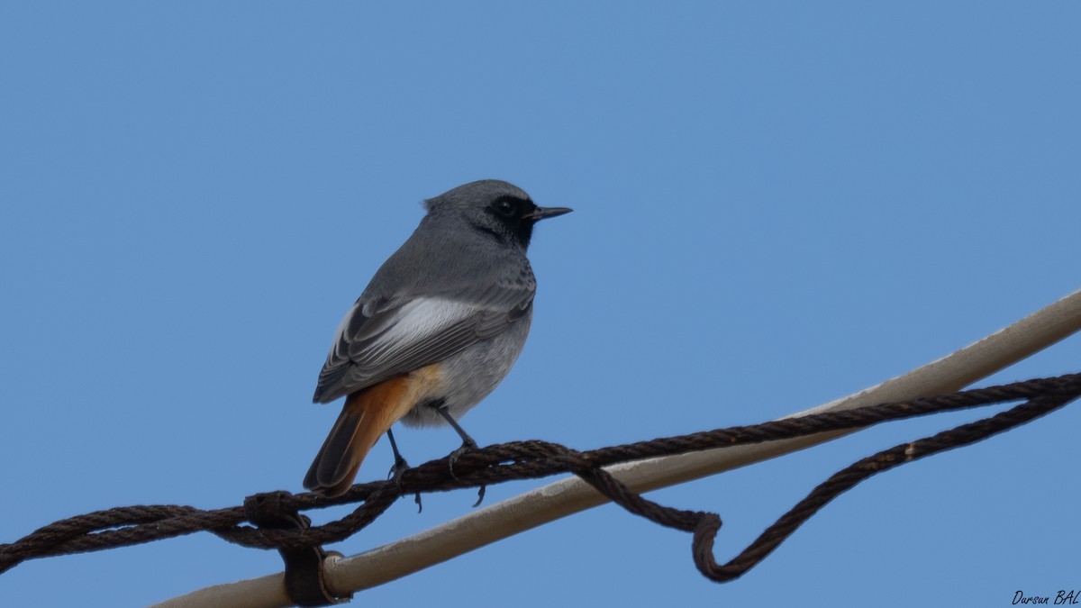 svartrødstjert - ML646961714