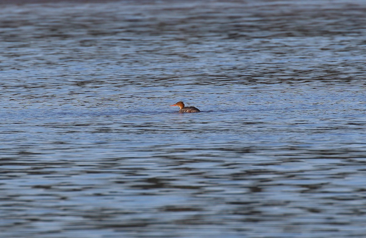 Red-breasted Merganser - ML646961722