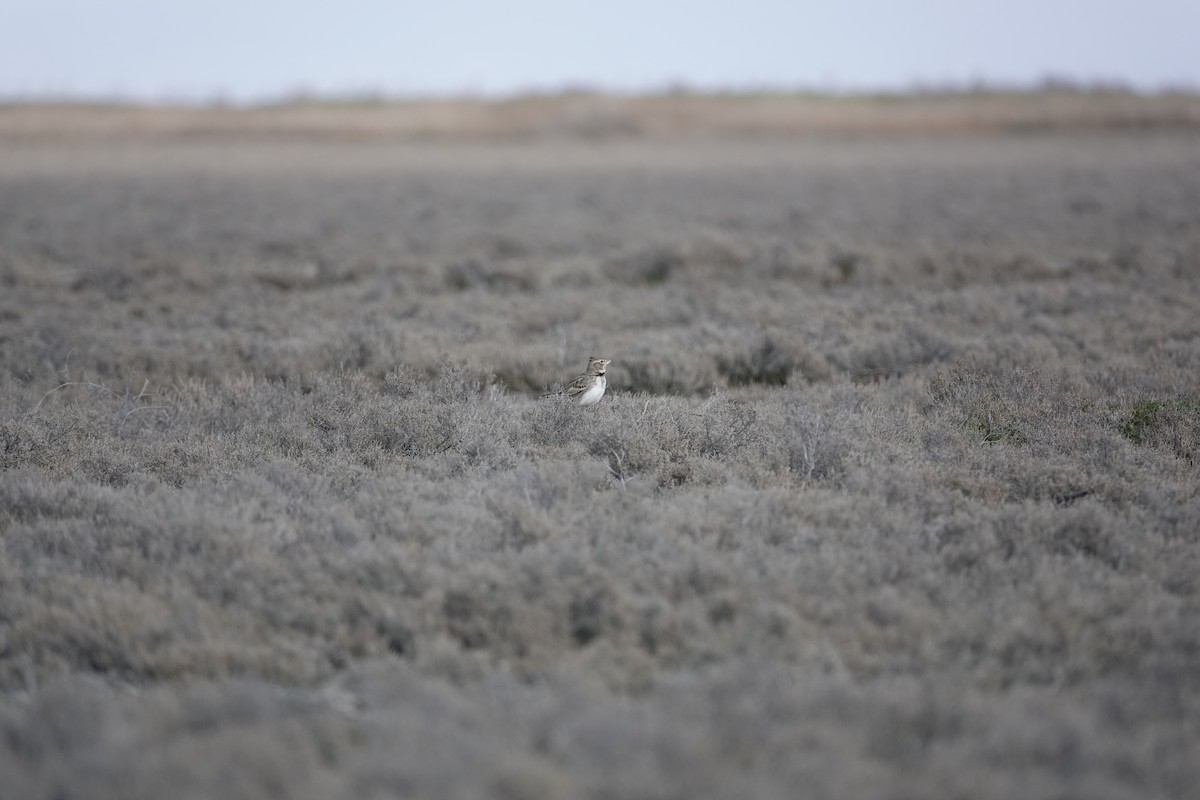 Calandra Lark - ML646961728