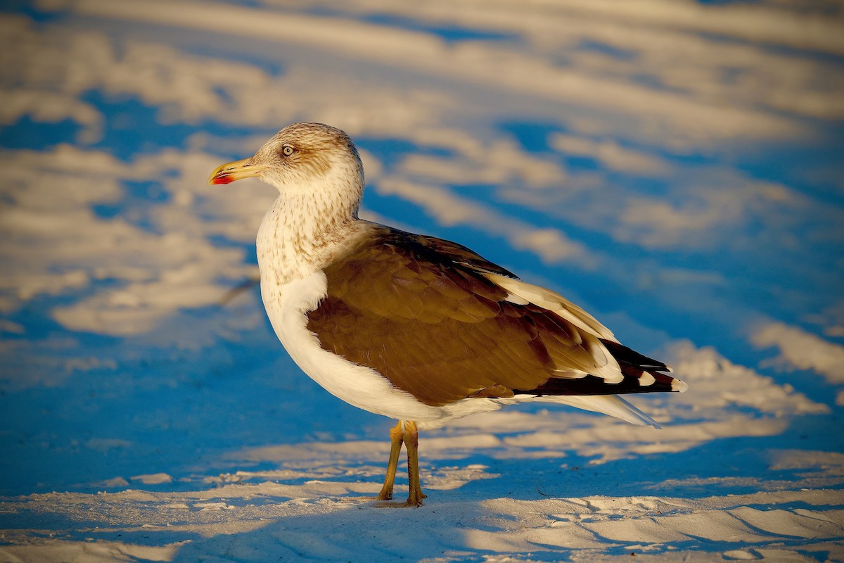 Zafferano - ML646961738