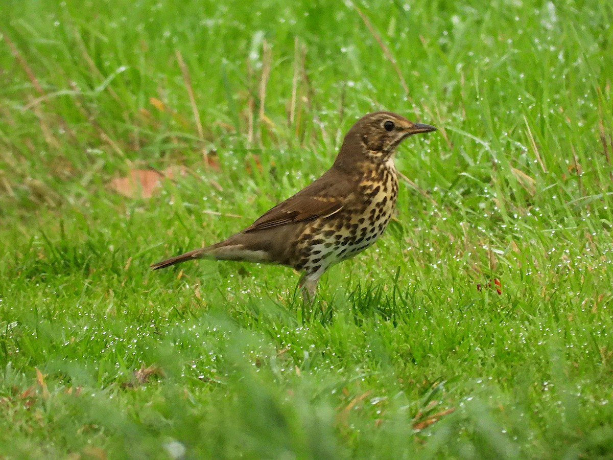 Birigarro arrunta - ML646961758